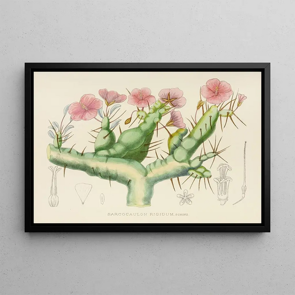 Sarcocaulon rigidum - Illtyd Buller Pole-Evans — gerahmtes Bild an der Wand