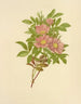 Rose des marais - Isaac Sprague — Ansicht des Kunstwerks