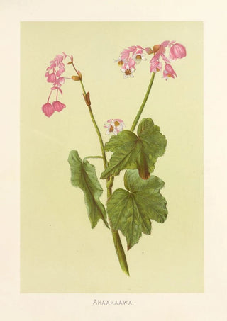 Isabella McHutcheson Sinclair - Akaakaawa.webp