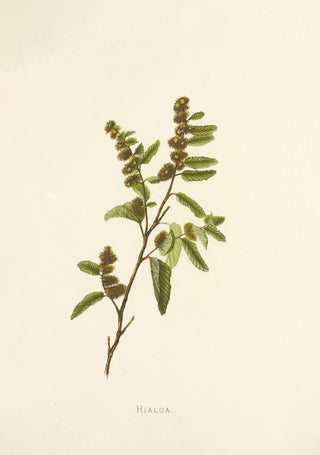 Isabella McHutcheson Sinclair - Hialoa.webp