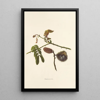 Isabella McHutcheson Sinclair - Kakalaioa.webp