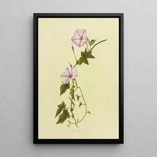 Isabella McHutcheson Sinclair - KoaliAi.webp