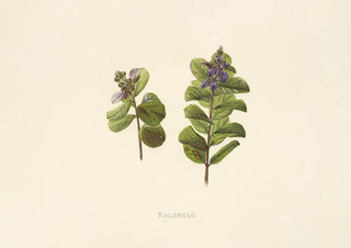 Isabella McHutcheson Sinclair - Kolokolo.webp