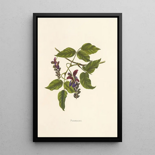 Isabella McHutcheson Sinclair - Puakauhi.webp