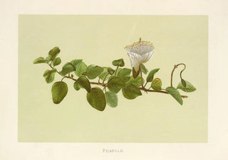 Isabella McHutcheson Sinclair - Puapilo.webp