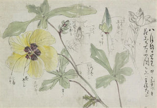 Ishikawa Kazan - Schetsblad met malve.webp