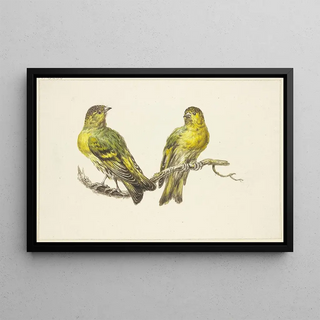 J H Van Loon - Two linnets.webp