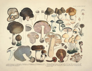 J V Krombholz - Naturgetreue Abblidungen und Beschreibungen der essbaren schadlichen und verdachtigen Schwamme Pl02.webp