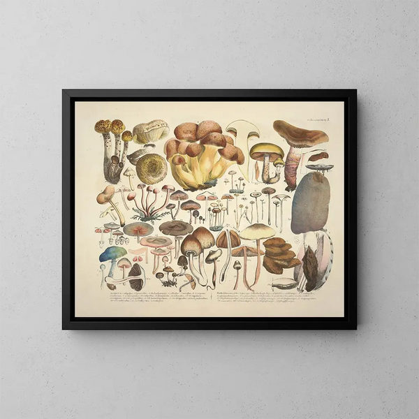 realistische Darstellungen und Beschreibungen essbarer, schädlicher und verdächtiger Pilze Pl03 - J V Krombholz — gerahmtes Bild an der Wand