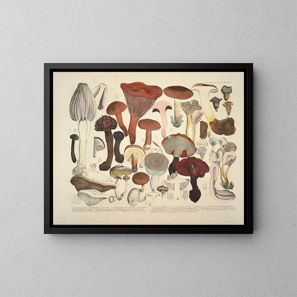Darstellungen und Beschreibungen essbarer, schädlicher und verdächtiger Pilze Pl04 - J V Krombholz — gerahmtes Bild an der Wand
