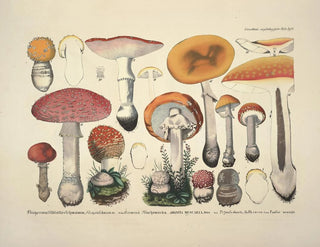 J V Krombholz - Naturgetreue Abblidungen und Beschreibungen der essbaren schadlichen und verdachtigen Schwamme Pl09.webp