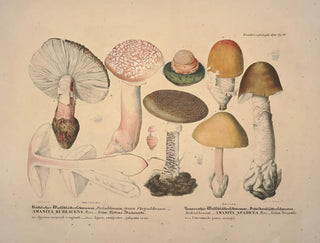 J V Krombholz - Naturgetreue Abblidungen und Beschreibungen der essbaren schadlichen und verdachtigen Schwamme Pl10.webp