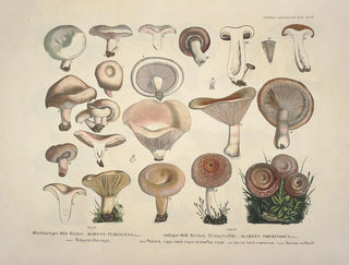 J V Krombholz - Naturgetreue Abblidungen und Beschreibungen der essbaren schadlichen und verdachtigen Schwamme Pl13.webp