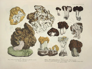 J V Krombholz - Naturgetreue Abblidungen und Beschreibungen der essbaren schadlichen und verdachtigen Schwamme Pl20.webp