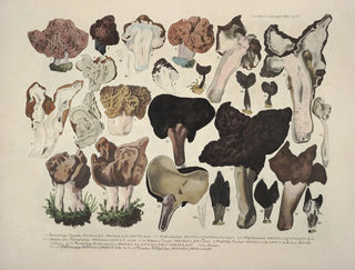 J V Krombholz - Naturgetreue Abblidungen und Beschreibungen der essbaren schadlichen und verdachtigen Schwamme Pl21.webp