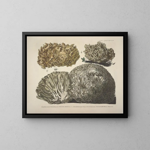realistische Darstellungen und Beschreibungen essbarer, schädlicher und verdächtiger Pilze Pl22 - J V Krombholz | Gemälde — gerahmtes Bild an der Wand
