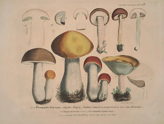 J V Krombholz - Naturgetreue Abblidungen und Beschreibungen der essbaren schadlichen und verdachtigen Schwamme Pl32.webp