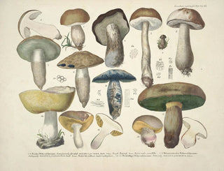 J V Krombholz - Naturgetreue Abblidungen und Beschreibungen der essbaren schadlichen und verdachtigen Schwamme Pl35.webp