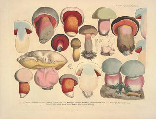 J V Krombholz - Naturgetreue Abblidungen und Beschreibungen der essbaren schadlichen und verdachtigen Schwamme Pl38.webp