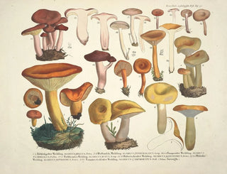 J V Krombholz - Naturgetreue Abblidungen und Beschreibungen der essbaren schadlichen und verdachtigen Schwamme Pl39.webp