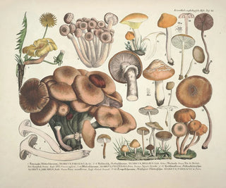 J V Krombholz - Naturgetreue Abblidungen und Beschreibungen der essbaren schadlichen und verdachtigen Schwamme Pl43.webp