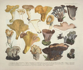 J V Krombholz - Naturgetreue Abblidungen und Beschreibungen der essbaren schadlichen und verdachtigen Schwamme Pl45.webp