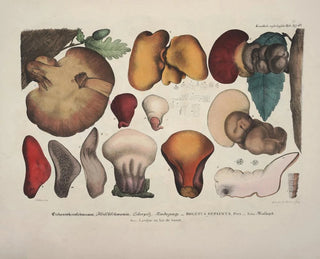 J V Krombholz - Naturgetreue Abblidungen und Beschreibungen der essbaren schadlichen und verdachtigen Schwamme Pl47.webp