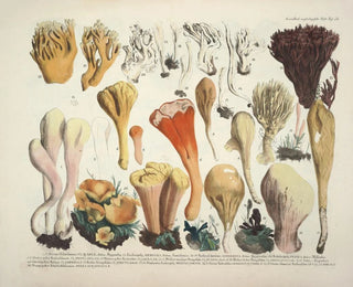 J V Krombholz - Naturgetreue Abblidungen und Beschreibungen der essbaren schadlichen und verdachtigen Schwamme Pl54.webp