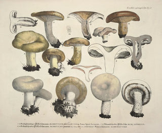 J V Krombholz - Naturgetreue Abblidungen und Beschreibungen der essbaren schadlichen und verdachtigen Schwamme Pl58.webp