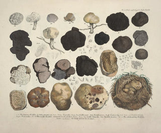 J V Krombholz - Naturgetreue Abblidungen und Beschreibungen der essbaren schadlichen und verdachtigen Schwamme Pl59.webp