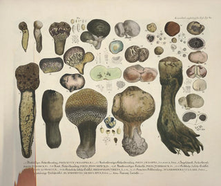 J V Krombholz - Naturgetreue Abblidungen und Beschreibungen der essbaren schadlichen und verdachtigen Schwamme Pl60.webp