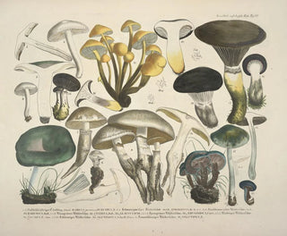 J V Krombholz - Naturgetreue Abblidungen und Beschreibungen der essbaren schadlichen und verdachtigen Schwamme Pl62.webp