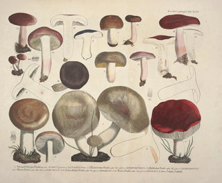 J V Krombholz - Naturgetreue Abblidungen und Beschreibungen der essbaren schadlichen und verdachtigen Schwamme Pl64.webp