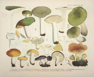 J V Krombholz - Naturgetreue Abblidungen und Beschreibungen der essbaren schadlichen und verdachtigen Schwamme Pl68.webp