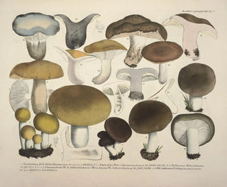 J V Krombholz - Naturgetreue Abblidungen und Beschreibungen der essbaren schadlichen und verdachtigen Schwamme Pl70.webp