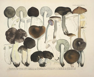 J V Krombholz - Naturgetreue Abblidungen und Beschreibungen der essbaren schadlichen und verdachtigen Schwamme Pl72.webp