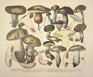 J V Krombholz - Naturgetreue Abblidungen und Beschreibungen der essbaren schadlichen und verdachtigen Schwamme Pl76.webp