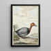 Fuligule milouin - Jabes Heenck — gerahmtes Bild an der Wand