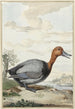Fuligule milouin - Jabes Heenck — Ansicht des Kunstwerks