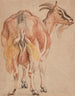 Ziege - Jacob Jordaens — Ansicht des Kunstwerks