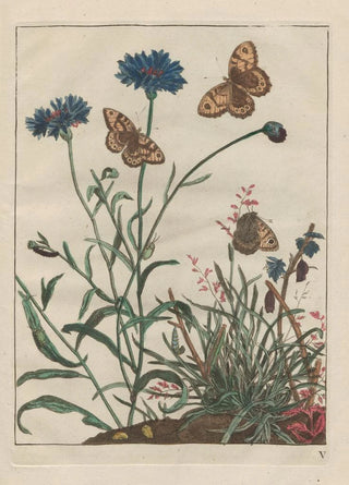 Jacob LAdmiral - Naauwkeurige Waarneemingen van veele gestaltverwisselende gekorvene diertjes Pl05.webp