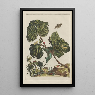 Jacob LAdmiral - Naauwkeurige Waarneemingen van veele gestaltverwisselende gekorvene diertjes Pl14.webp