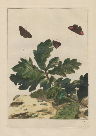 Jacob LAdmiral - Naauwkeurige Waarneemingen van veele gestaltverwisselende gekorvene diertjes Pl17.webp