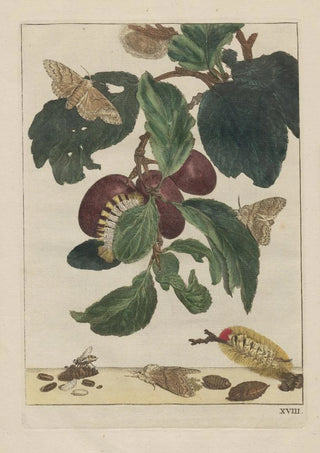 Jacob LAdmiral - Naauwkeurige Waarneemingen van veele gestaltverwisselende gekorvene diertjes Pl18.webp