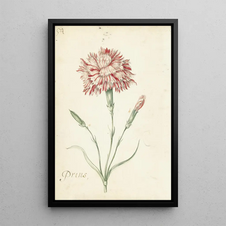 Jacob Marrel - Carnation.webp