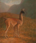 Guanaco - Jacques-Laurent Agasse — Ansicht des Kunstwerks