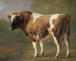 Studie eines Stiers - Jacques-Raymond Brascassat — Ansicht des Kunstwerks