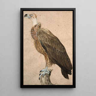 Jacques Barraband - Brown vulture.webp