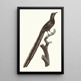 Jacques Barraband - Femelle de la Pie de paradis.webp