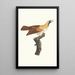 Weibchen des kleinen Paradiesvogels Smaragd - Jacques Barraband — gerahmtes Bild an der Wand